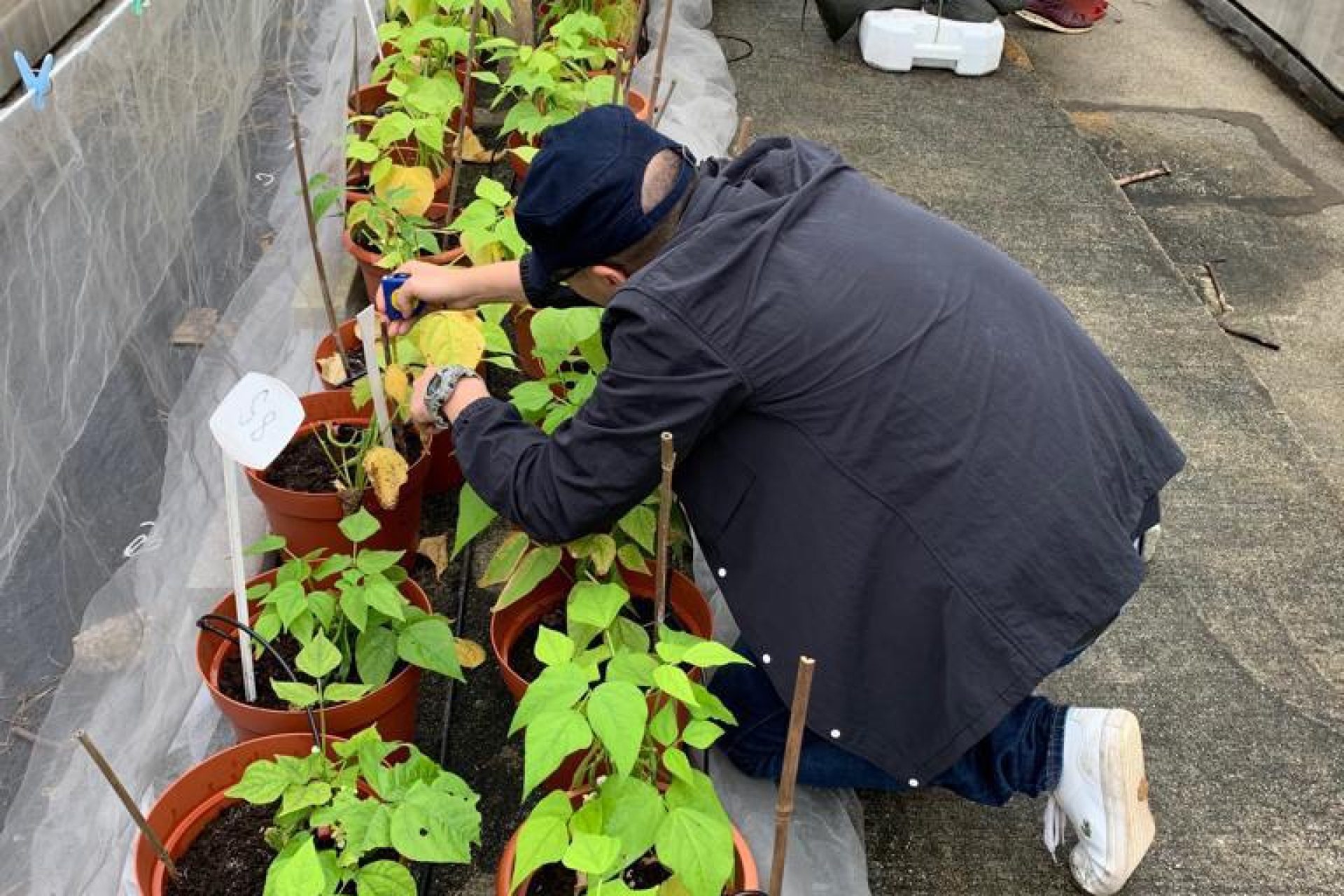 cuhk-ozonedamageonplants1