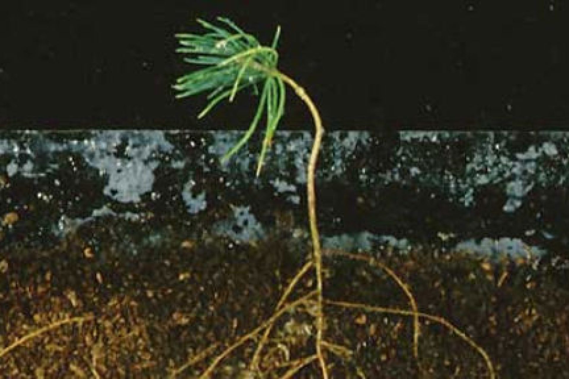 pineseedling_0