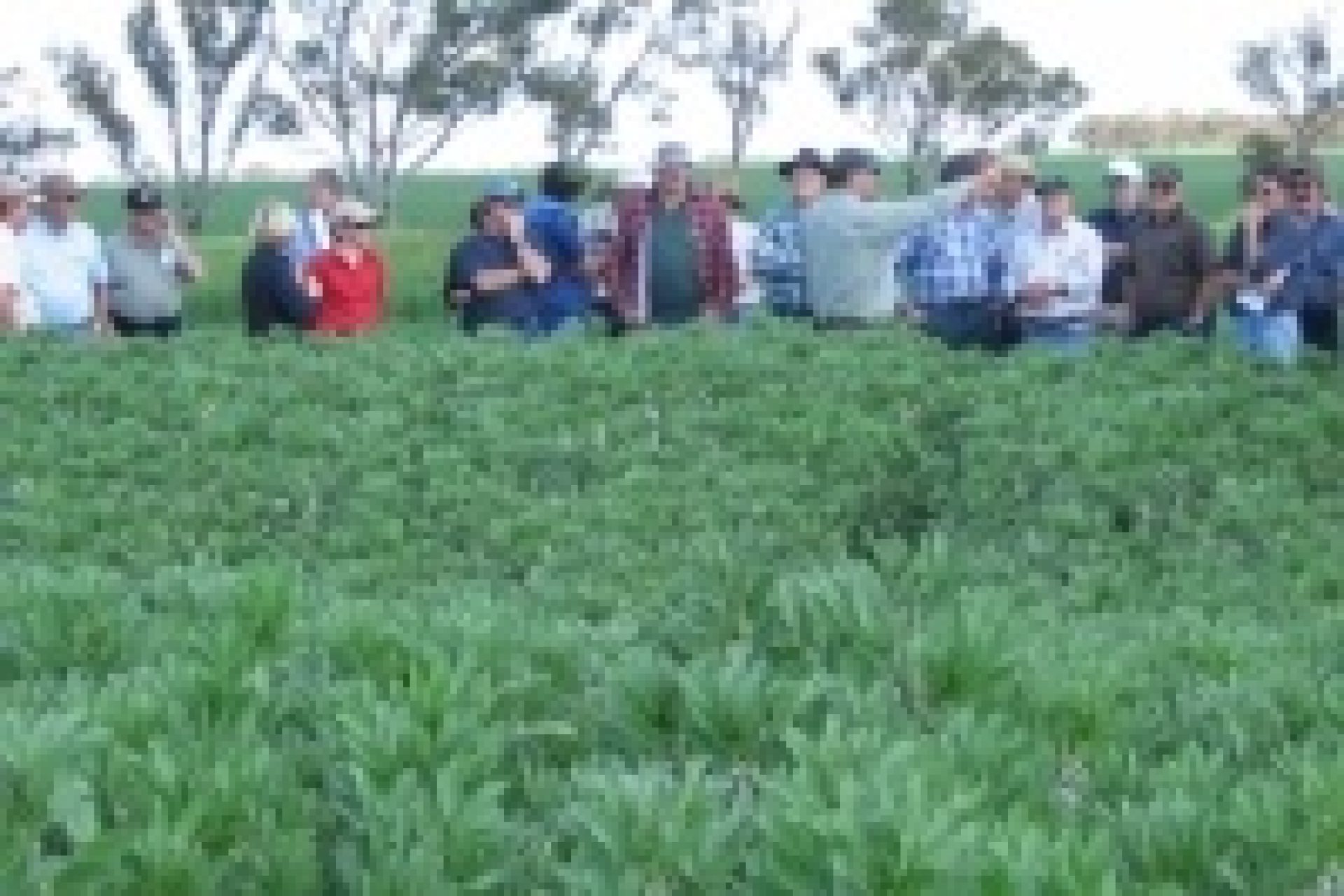 uwa_siddique_faba_beans_mingenew_fild_walk_1